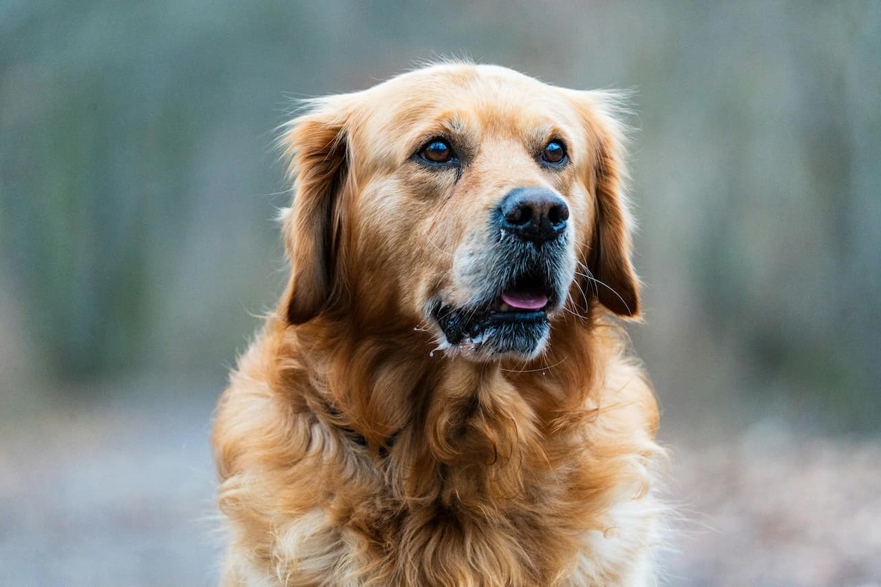 Quelles sont les les meilleures méthodes pour éduquer ton chien?