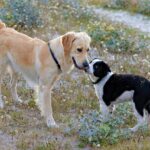 Chien adulte et chiot qui jouent ensemble, importance de la socialisation et de l’éducation positive pour éviter les erreurs